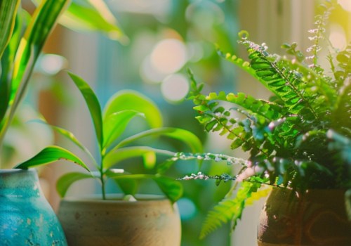 The Best Top Air Purifying Plants To Pair With Your HVAC Filter Replacement